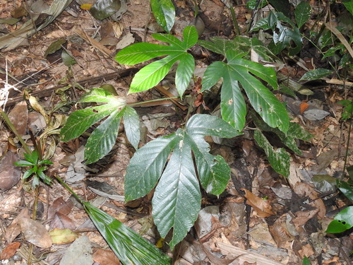 Pourouma bicolor, 2023-06-16
