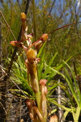 Disa reticulata