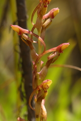Disa reticulata