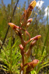 Disa reticulata