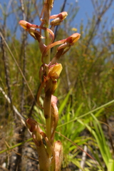 Disa reticulata