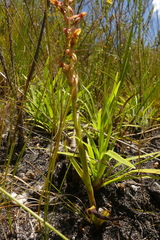 Disa reticulata