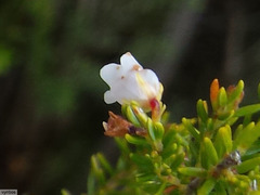 Orophanes