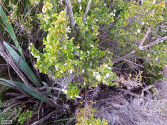 Orophanes
