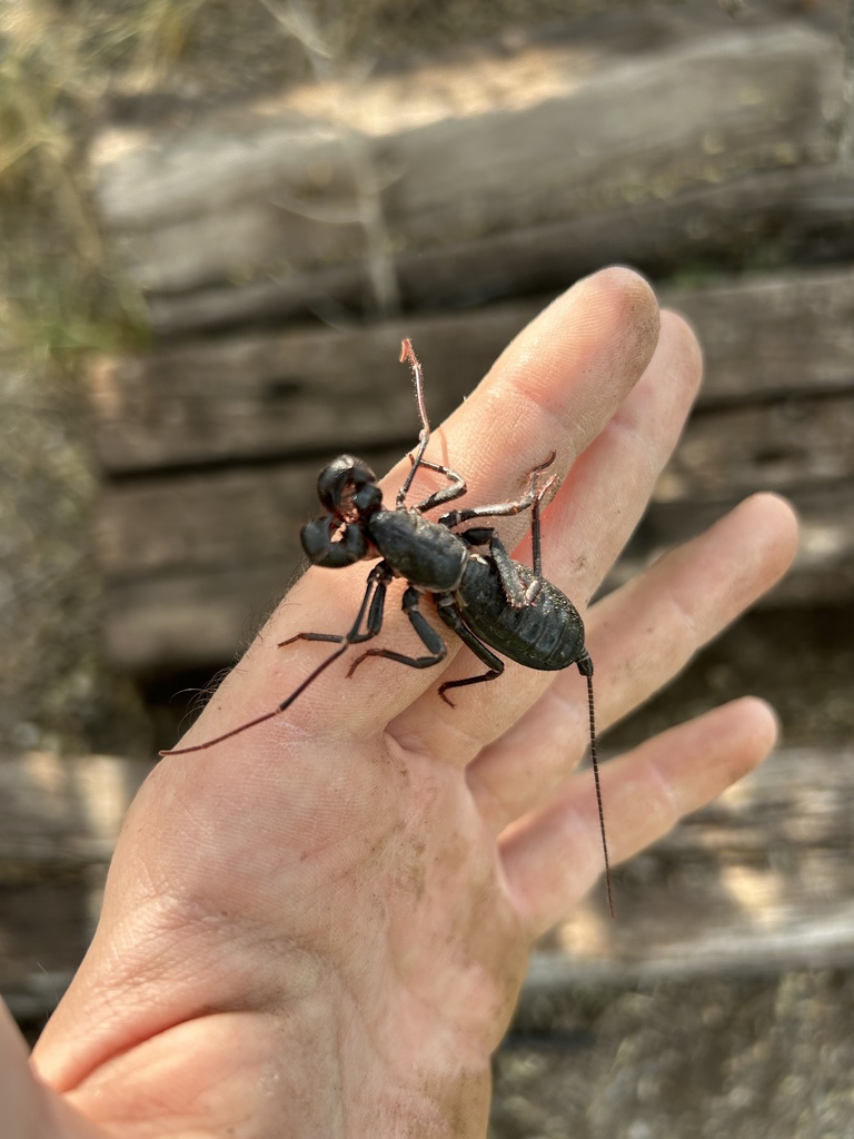 Giant Vinegaroon from NW First St, Marathon, TX, US on June 16, 2023 at
