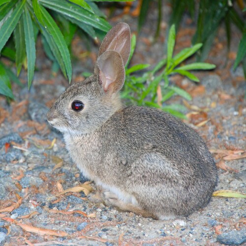 iNaturalist observation photo of Desert Cottontail