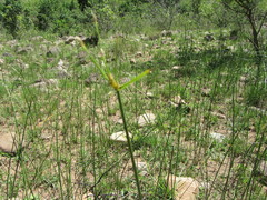 Cyperus natalensis