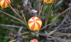 Gentianella hirculus
