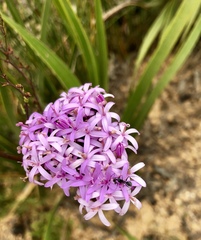 Camponotus angusticeps