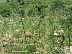 Cyperus natalensis