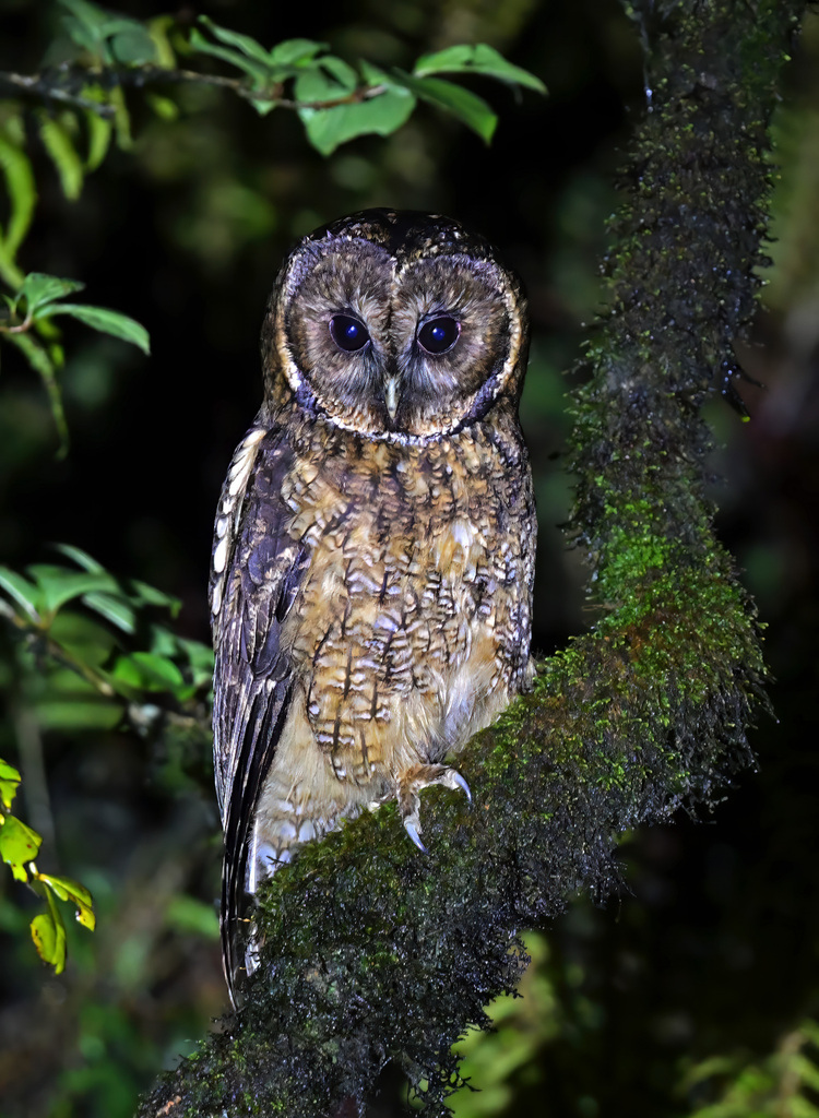 Himalayan Owl photo