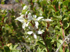 Agathosma crenulata