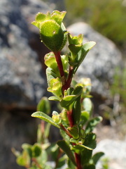 Agathosma crenulata