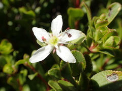 Agathosma crenulata
