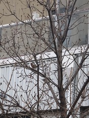 Haemorhous mexicanus