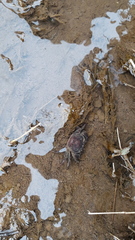 Parathelphusa convexa