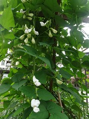 Psophocarpus tetragonolobus