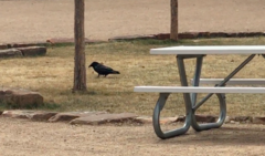 Corvus brachyrhynchos