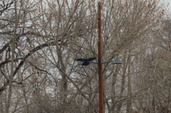 Corvus brachyrhynchos