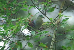Treron curvirostra