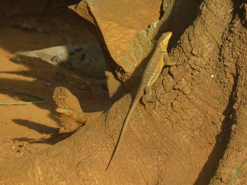 Tropidurus catalanensis
