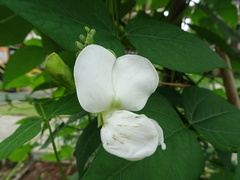 Psophocarpus tetragonolobus