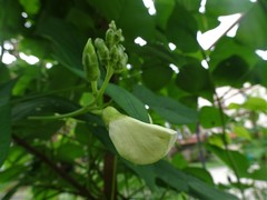 Psophocarpus tetragonolobus