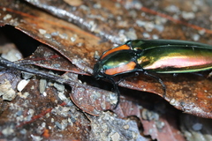 Campsosternus watanabei