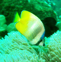 Chaetodon kleinii