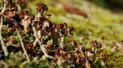 Cladonia cariosa