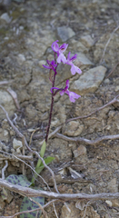 Orchis troodi