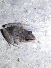 Leptodactylus fragilis
