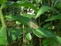 Pelopidas mathias mathias