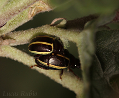 Desmogramma