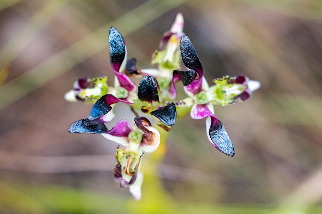 Disa atricapilla