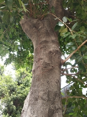 Ficus microcarpa