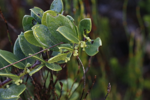 Image of Dune Saffronwood (Robsonodendron maritimum) by (c) Karen Eichholz, some rights reserved (CC BY)