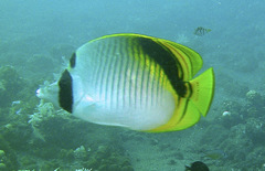 Chaetodon oxycephalus