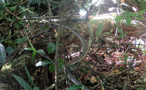 Leptophis marginatus