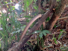 Leptophis ahaetulla marginatus