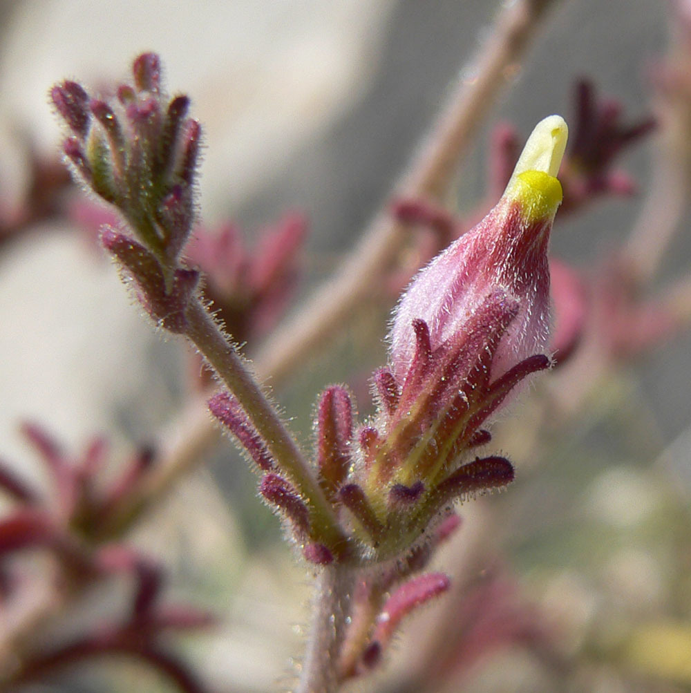 Cordylanthus parviflorus