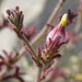 Cordylanthus parviflorus - Photo (c) Stan Shebs, algunos derechos reservados (CC BY-SA)