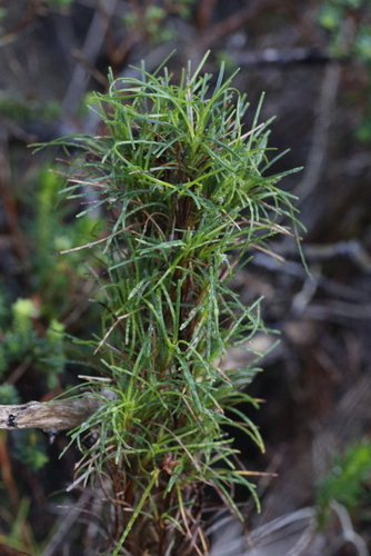 Image of Ficinia ramosissima by (c) Karen Eichholz, some rights reserved (CC BY)