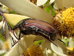 Trichostetha capensis hottentotta
