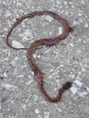 Leptodeira polysticta