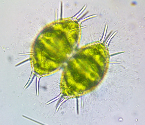 Staurastrum minnesotense
