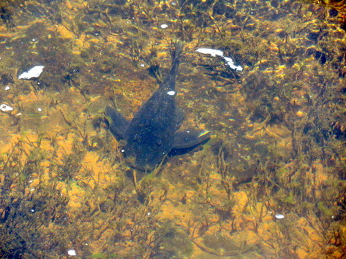 Hypostomus myersi