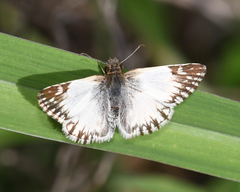 Heliopetes omrina