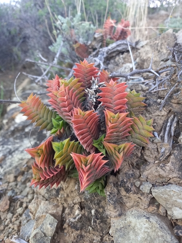 Haworthia viscosa (L.) Haw. 4