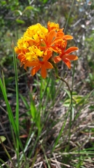 Epidendrum fulgens